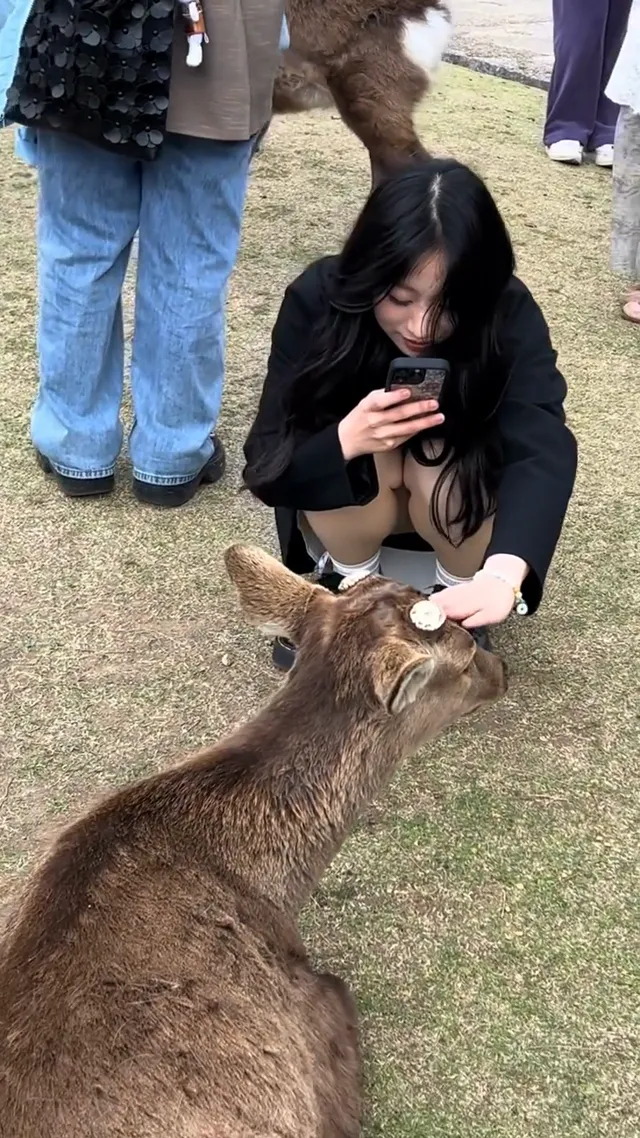 鹿真的好可愛