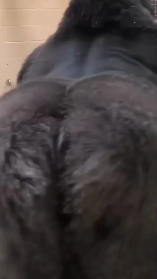 猩猩相印 情不自禁