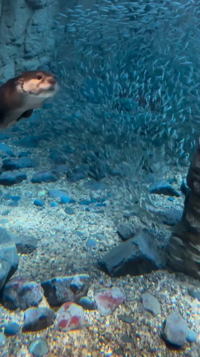 海洋馆 一定要去一次！🐟