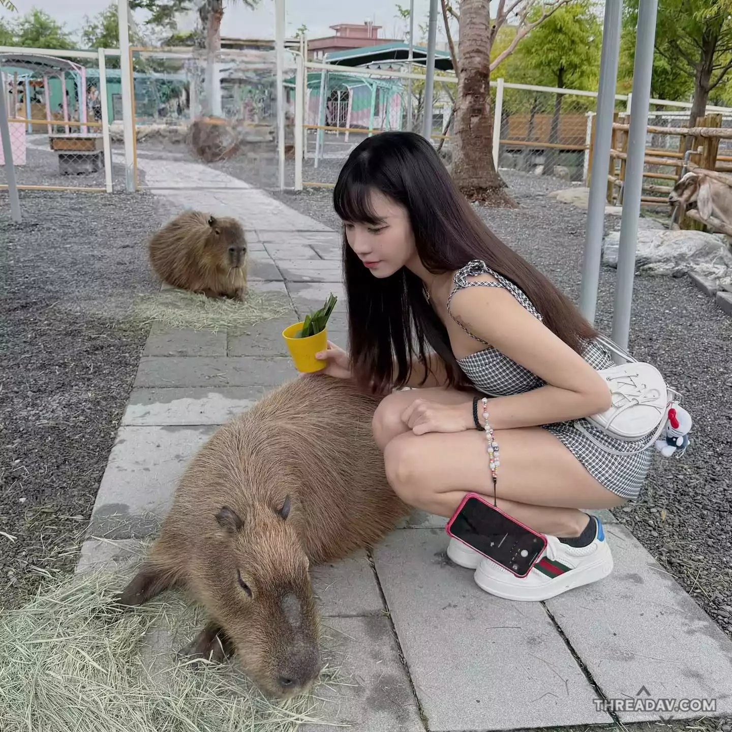 發現星夢森林中的美女「小八」：少女感十足的驚人秘密揭露！