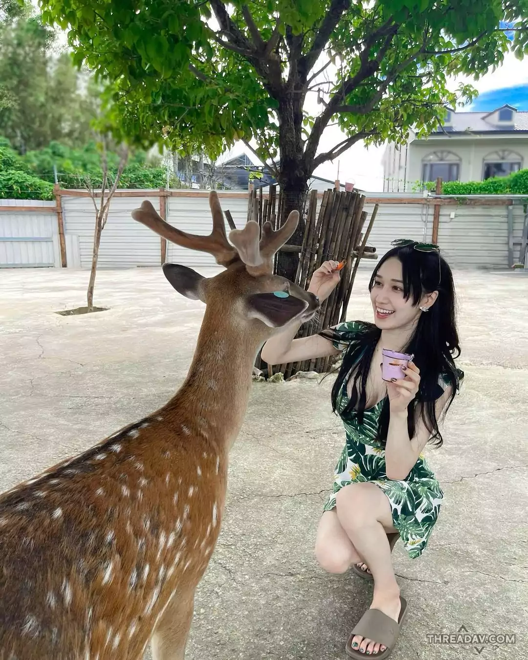 「天菜老師」與梅花鹿甜蜜互動！網友驚嘆：超識貨的瞬間捕捉