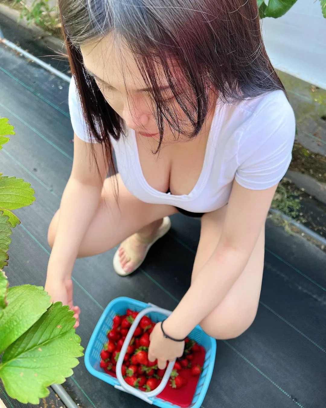 「長髮巨乳正妹」席地採草莓！豐滿雙球＋白嫩美腿讓人口水狂流！ - 網路美女