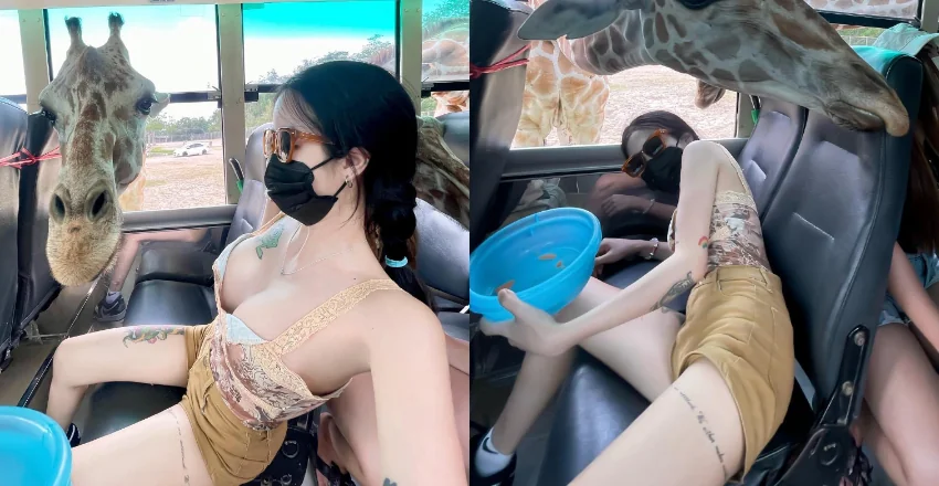 「巨乳妹」野生動物園餵長頸鹿被襲擊　趕緊趴下保護雙峰！ - 網路美女