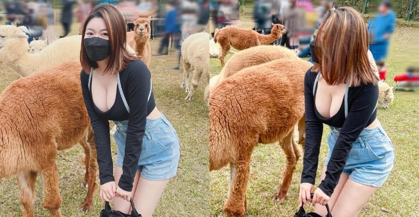爆乳短髮美女Judy邱比特追羊駝！草泥馬真的好大