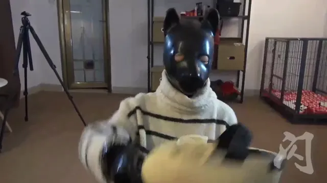 全体乳胶衣人形犬，犬化窒息强制