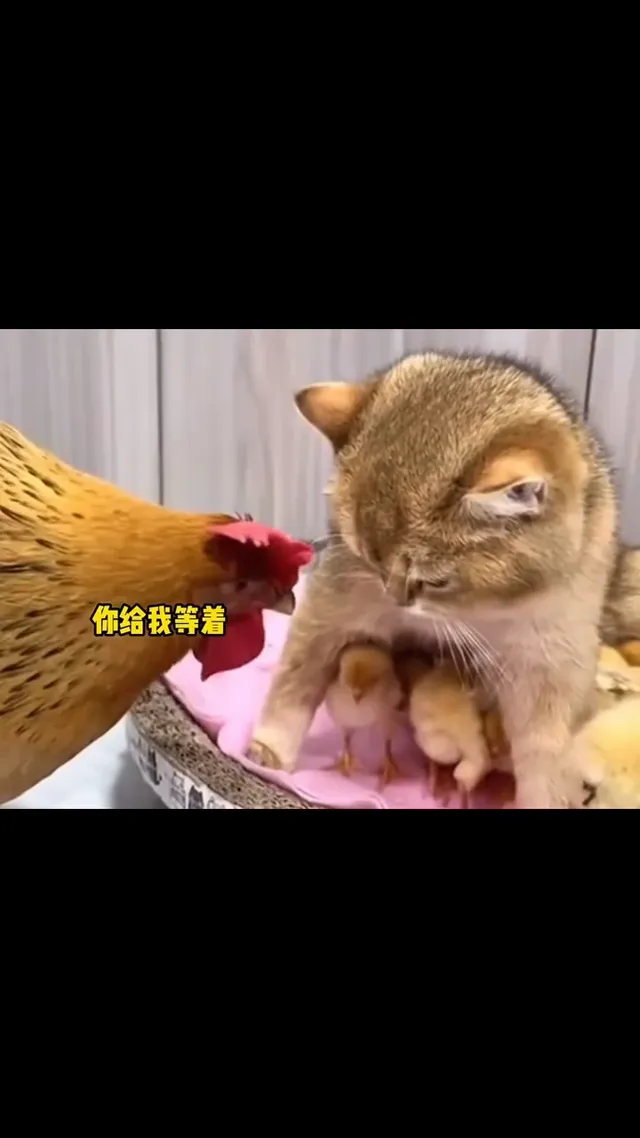 白白² 白白日常 ♡
