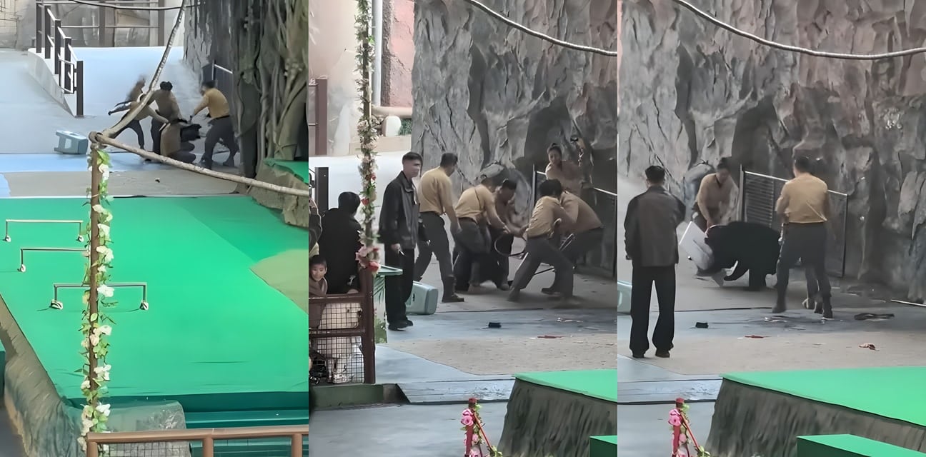 杭州动物园黑熊发狂扑倒饲养员！血盆大口猛撕肩膀 同事抄家伙砸熊头死里逃生