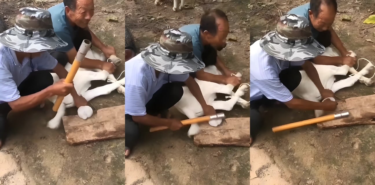 劲爆SM女王怒踹渣男蛋蛋！直接碎裂喷血现场 惨叫连连求饶无门