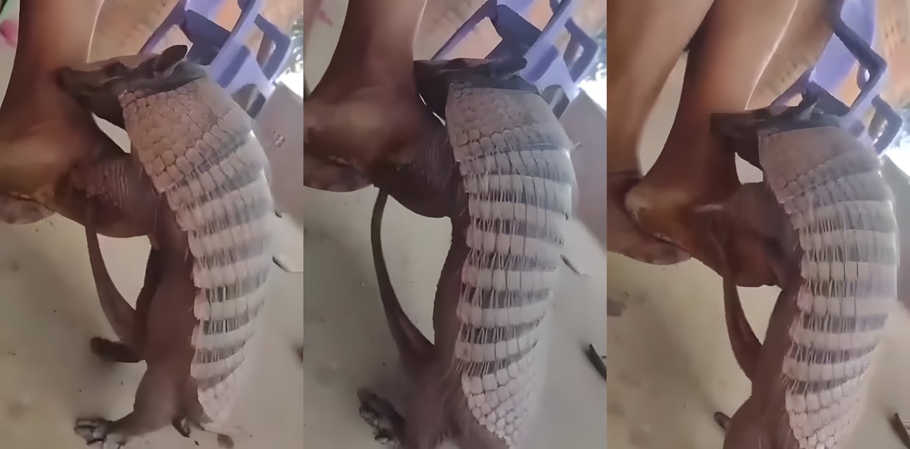 寵物小狗狂幹美女主人！私密視頻流出 全網瘋傳