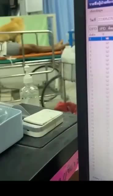 群內深夜趴踢爆狗子醜聞！尷尬瞬間全網瘋傳崩潰