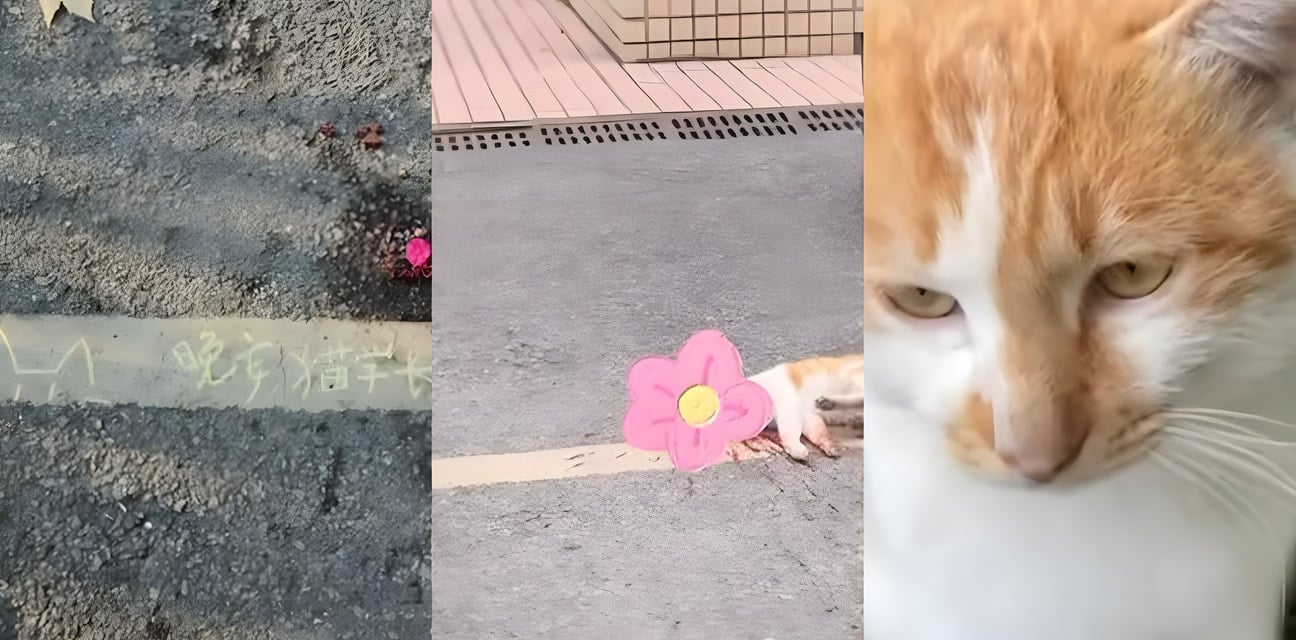 湖南邵阳中学体育老师当众狂踩橘猫致死！学生围观惊呆血溅现场