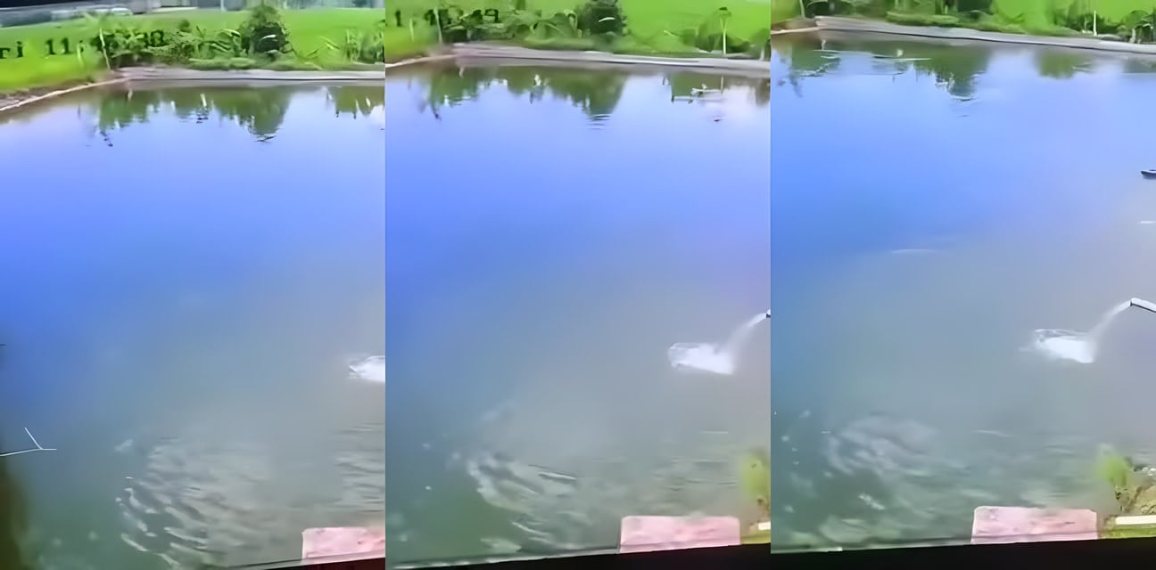 钓鱼猛男触电变烤肉！极品嫩模现场目睹 池塘鱼群集体高潮翻滚