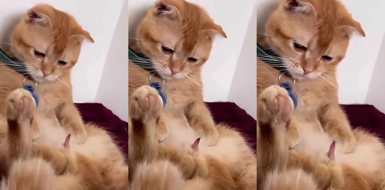 抖音猫系美女劲爆私拍！这样的诱惑你喜欢吗？极品嫩模化身小野猫狂撩人心