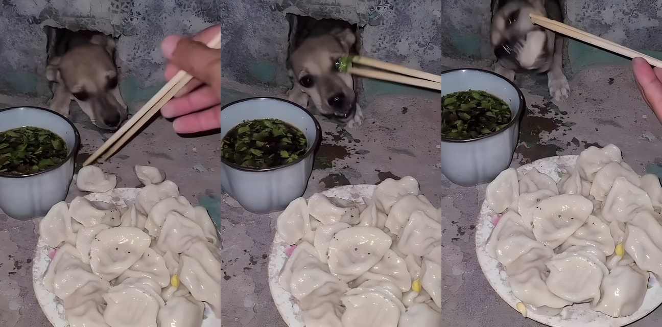 群主嫩模被狗狗舔到高潮！連寵物都吃得比她爽，這世道太淫亂