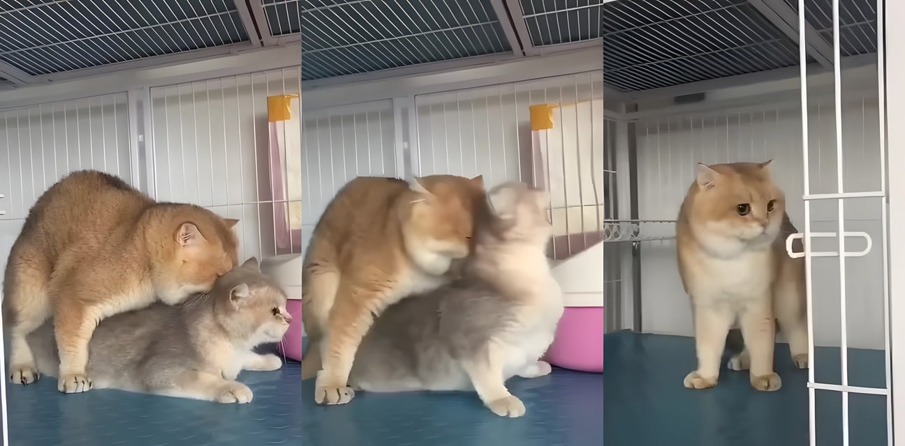 抖音猫猫妹被猛男日到高潮尖叫！私拍流出 浪叫连连喷水失禁