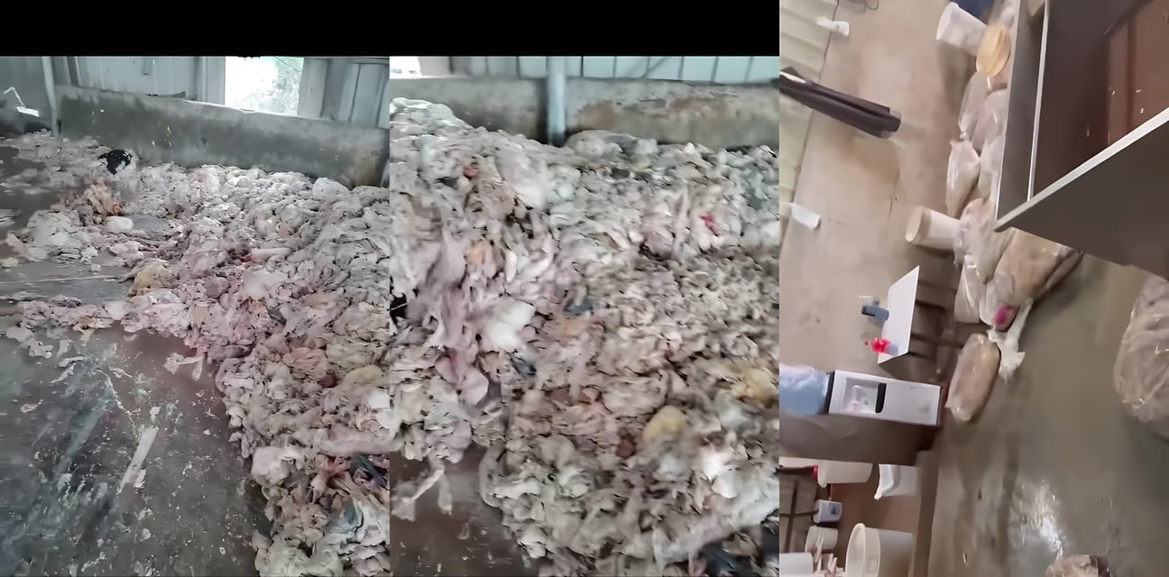 地沟油黑作坊劲爆内幕！性感老板娘用烂肉炼油 勾引猛男野战高潮