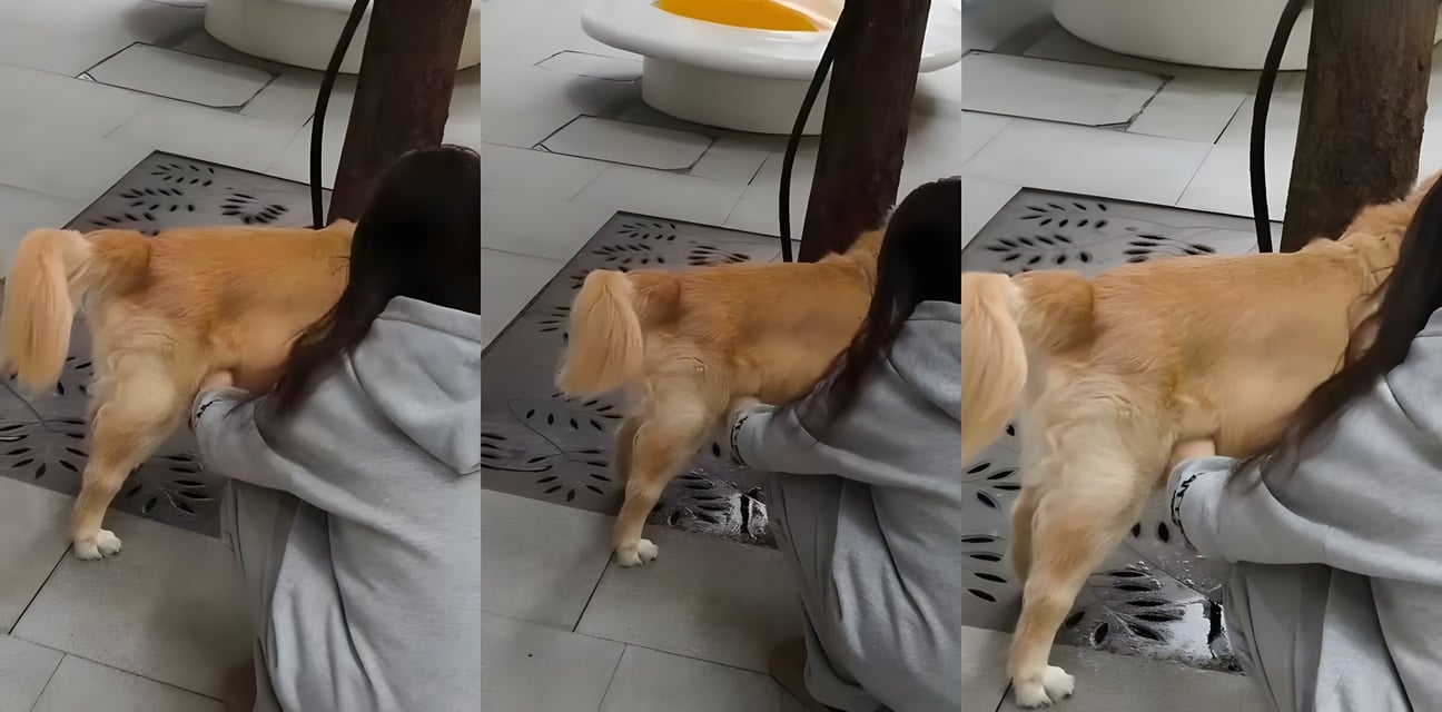 灰色卫衣清纯少女帮田园犬打飞机！狗狗爽翻天单身狗直呼活不过狗🤣