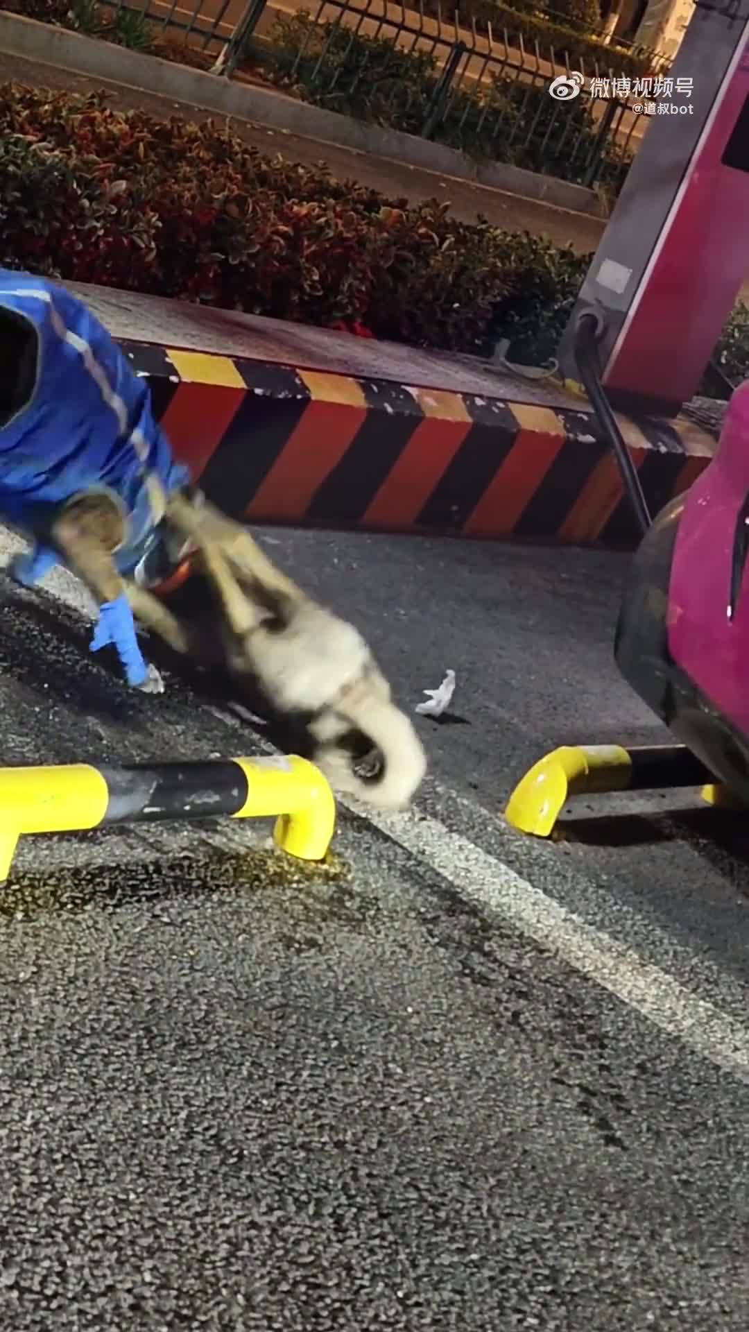 街头惨剧！流浪狗无绳管束惨遭群犬撕咬致死