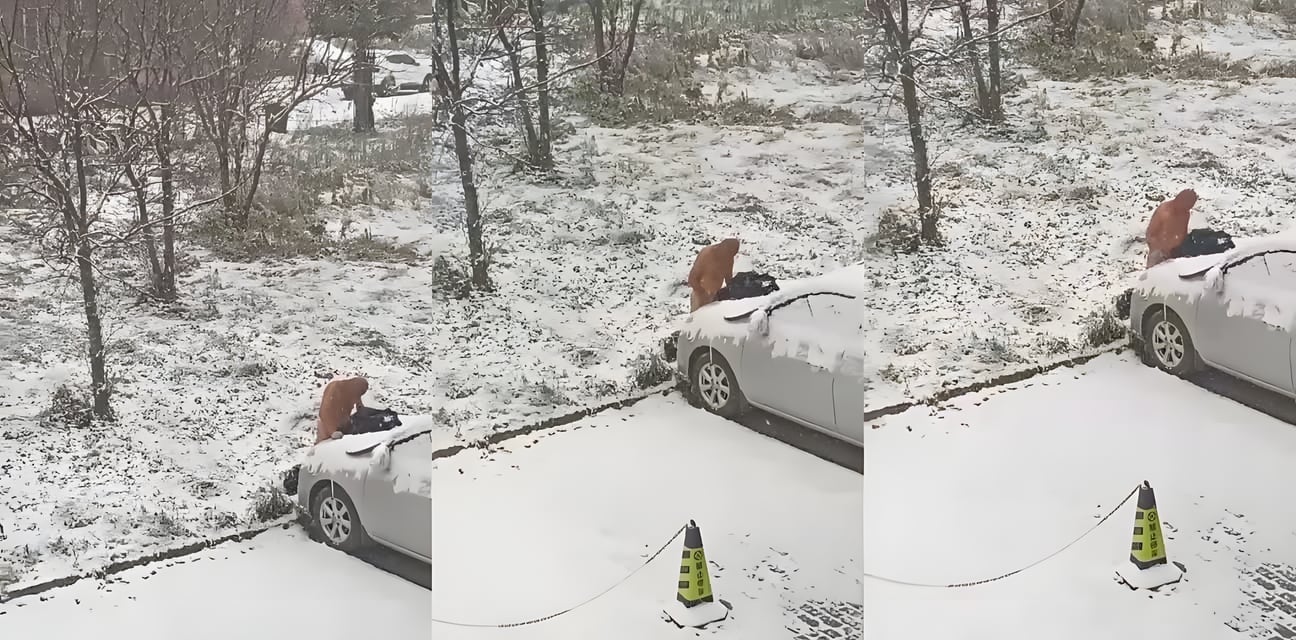 雪地硬核日引擎盖！零下10度全裸狂怼SUV 野兽低吼抽插雪花飞溅