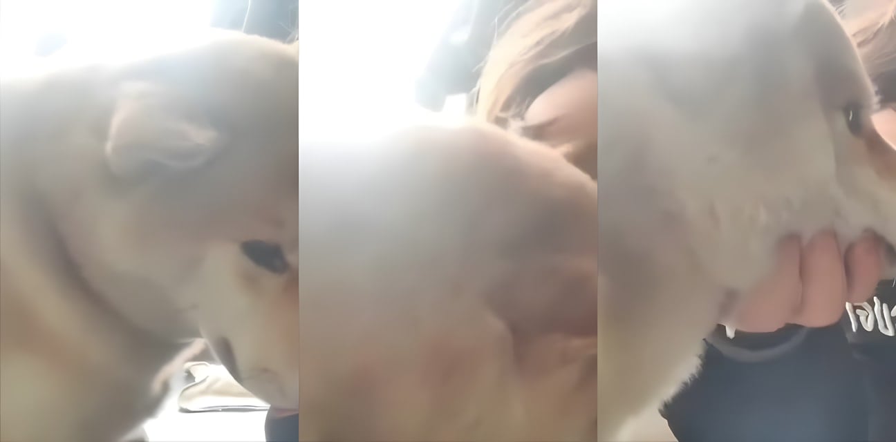 意淫TV有毒勁爆！極品美女誘惑太猛 男人上癮狗都不敢碰