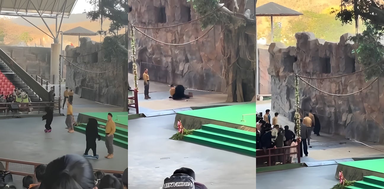 杭州動物園黑熊暴走！表演中突襲飼養員撕咬 椅子棍棒救場